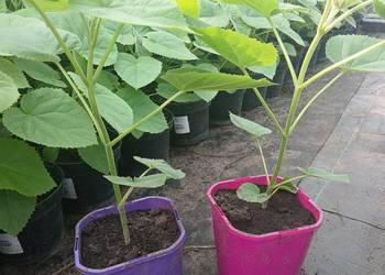 Drzewa tlenowe paulownia omszana  oxygen tree