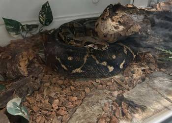 Wąż Boa constrictor imperator z wyposazeniem
