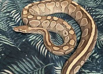 Wąż królewski dorosła samica