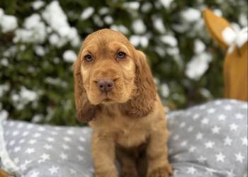 Jedyny taki! Piękny piesek Cocker Spaniel angielski czerwony nos, rodowód