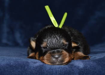 Rottweiler szczeniak samiec ZKwP Rottweiler szczeniak samiec ZKwP