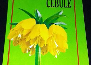 Kwitnące cebule. ozdobne rośliny cebulowe i bulwiaste - Joanna Krause