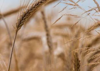 Żyto ozime hybrydowe - SU IVAR Żyto ozime hybrydowe - SU IVAR