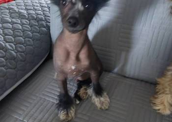 Chiński Grzywacz ZKwP/FCI samiec THL