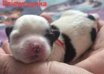 Do Rezerwacji Szczenięta Morkie