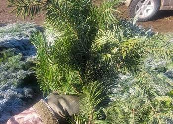 Drobne gałązki - Stroisz - Jodła pospolita