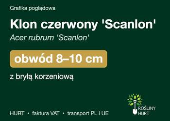 Klon czerwony 'Scanlon' (Acer rubrum) obwód 8-10 cm, z bryłą – HURT