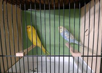 Sprzedam papużki faliste z 2025 r