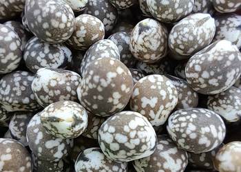 Łubin gorzki nie pryskany zbiory 2025