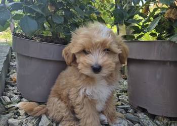 Szczeniak Maltipoo malutki hodowla MINI-MIX