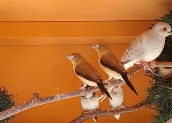 Srebrodziobki afrykańskie - para.