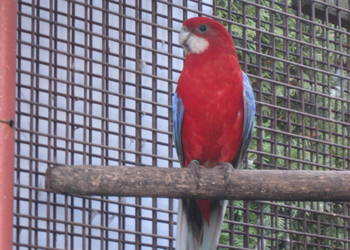 Papuga Rozella Białolica -samczyk  z 25 r.