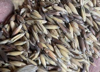 Owies czarny z białym