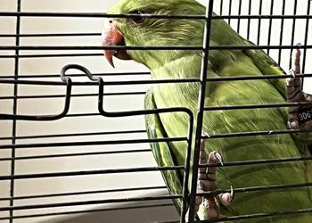 Aleksandrety para z dwóch gniazd 25