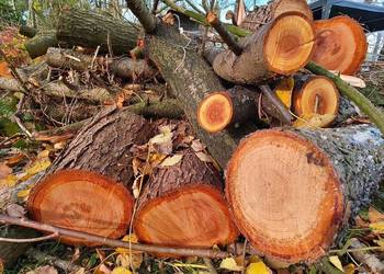 Drewno owocowe, gałęzie świerkowe - oddam Drewno owocowe, gałęzie świerkowe - oddam