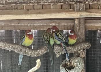 Sprzedam rozele białolice