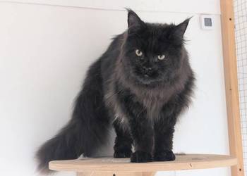 Flavio kocurek Maine Coon Adopcja płatna.