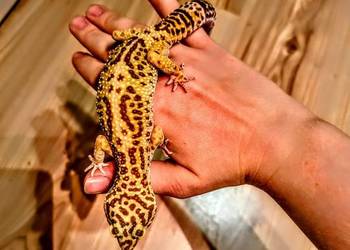 3 Gekony lamparcie wraz z terrarium 3 Gekony lamparcie wraz z terrarium