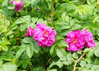 Róża Pomarszczona Rosa Rugosa