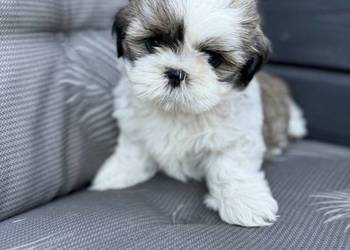 Shih- Tzu szczeniaki gotowe do odbioru