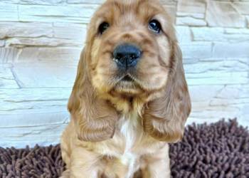 Śliczne Szczenięta Cocker Spaniel Angielski