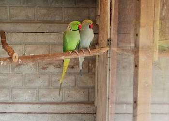 Aleksandretty obrożne