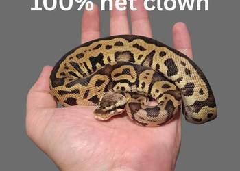 Pyton Królewski Pastel Leopard Het Clown