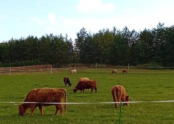 Krowy Highland stado 12szt bydło mięsne szkockie