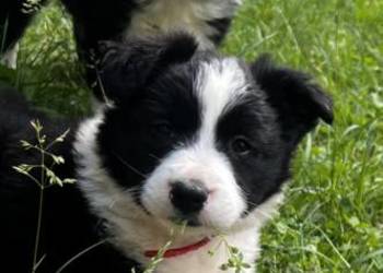Szczenięta Border Collie DO ODBIORU