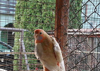 Sprzedam papugi rozella  kragen