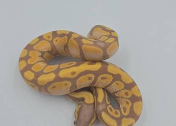 Pyton Królewski Samiec Pastel Banana YB
