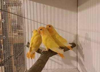 Nierozłączki czerwonoczelne 2025r