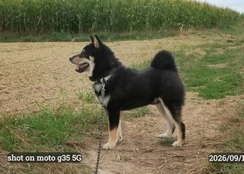 SHIBA INU - czteromiesięczny świetny szczeniaczek - ostatni z miotu