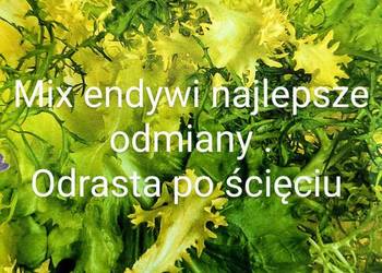 Mix Endywi ,sałata ,cykoria ,kapusta świata nasiona