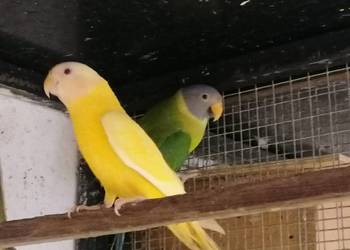 Aleksandretta śliwogłowa  lutino