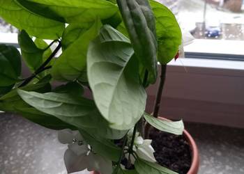 Szczęślin roślina kwitnąca