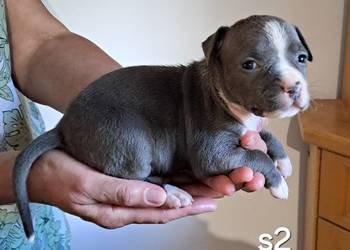 Amstaff ZKWP FCI BLUE śliczna suczka