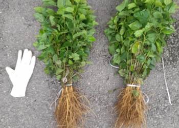 Sadzonki morwy biała czarna hibiskusa i Katalpa