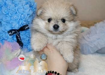 Szpic miniaturowy pomeranian Orange merle badania DNA!