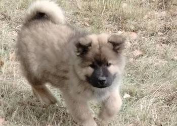 Eurasier - szczenie suczka !!!