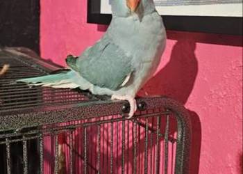 Papuga aleksandrette