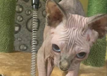 Sfinks Kanadyjski. Rezerwacja kotki.