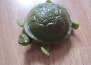 Żółwik