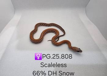 Wąż zbożowy samce i samice