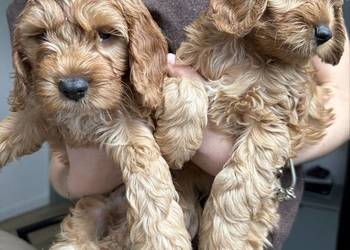 Cockapoo pieski