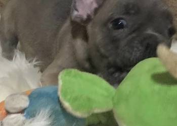 Suczka buldog francuski gotowa do odbioru