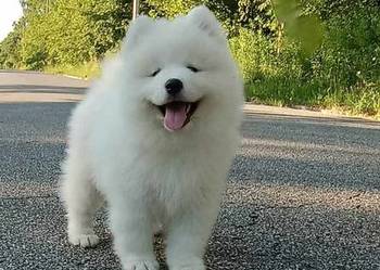 Szczeniak Samoyed / samojed gotowy do odbioru