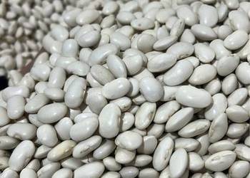 Fasola Jaś karłowy Zamojski