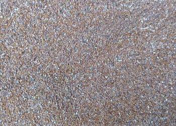 Babka lancetowata nasiona 2024r