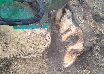 Frezowanie Pni Karp Karczowanie Usuwanie Pni Frezarka wycinka drzew